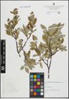 Foto von Salix hastata L.
